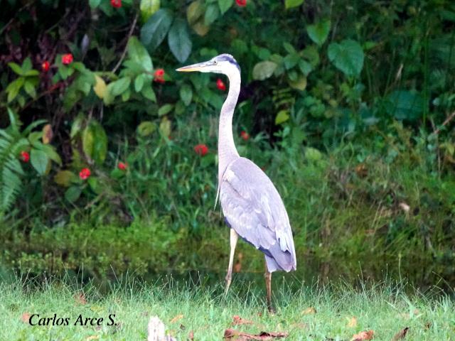 Ardea herodias (Garzón azulado, Garza ceniza )