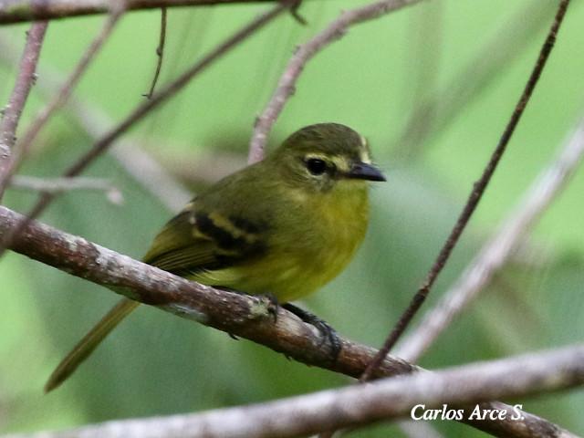 Capsiempis flaveola (Mosquerito amarillo)