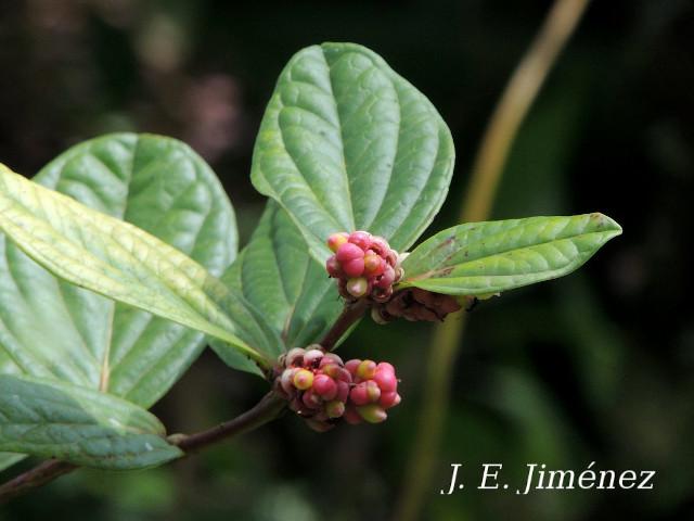 Cavendishia axillaris