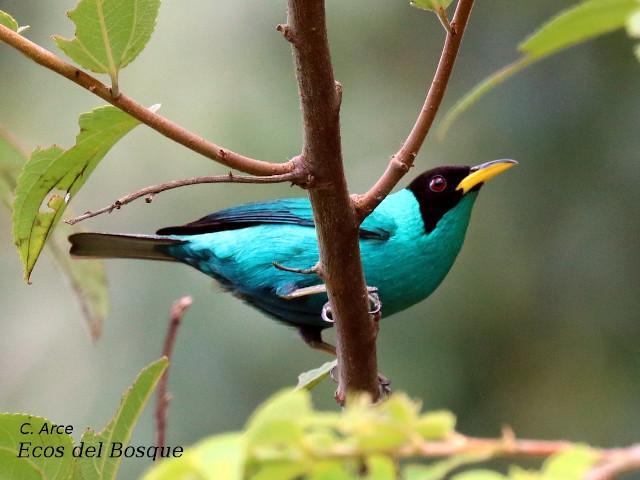 Chlorophanes spiza (Mielero verde)