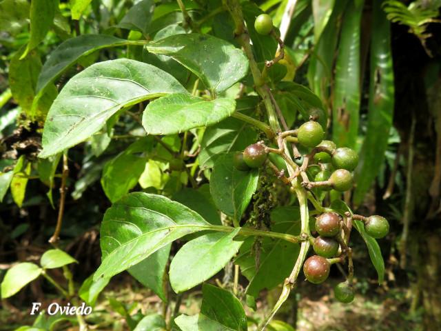 Cissus microcarpa (Llaso, Picapica)