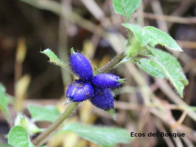 Coccocypselum hispidulum