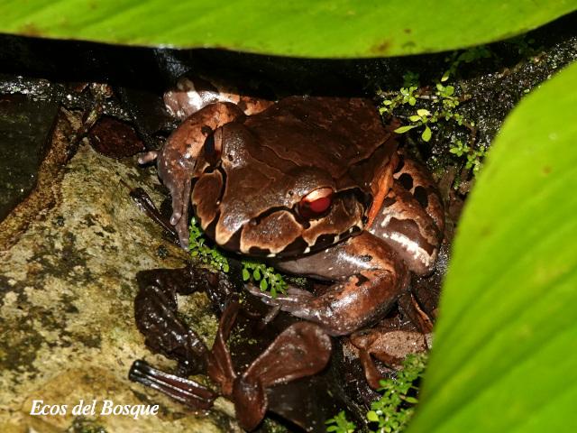 Leptodactylus savagei (Rana toro centroamericana)