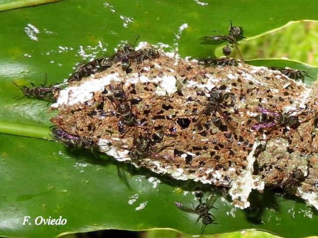 Metapolybia docilis