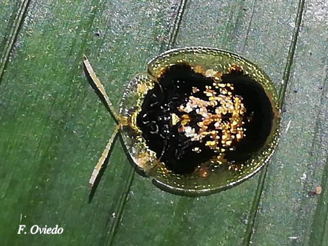 Microctenochira cruxflava (Escarabajos tortuga)