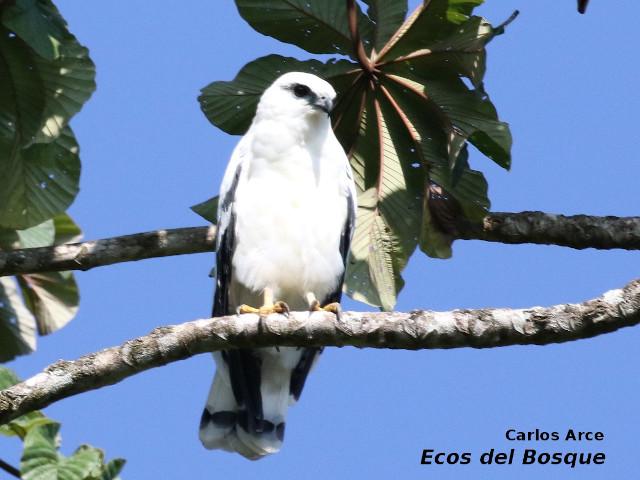 Pseudastur albicollis (Gavilán blanco)