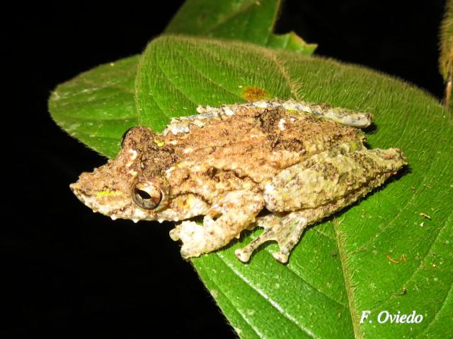 Scinax boulengeri (Rana nariguda de árbol)