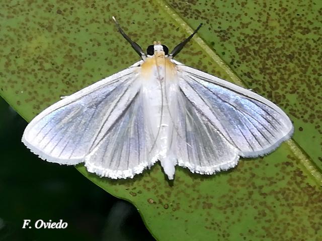 Syllepte striginervalis