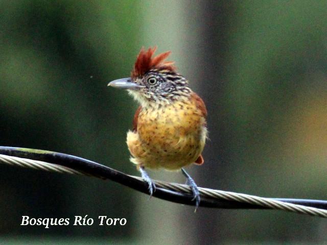 Thamnophilus doliatus (Batará barreteado)