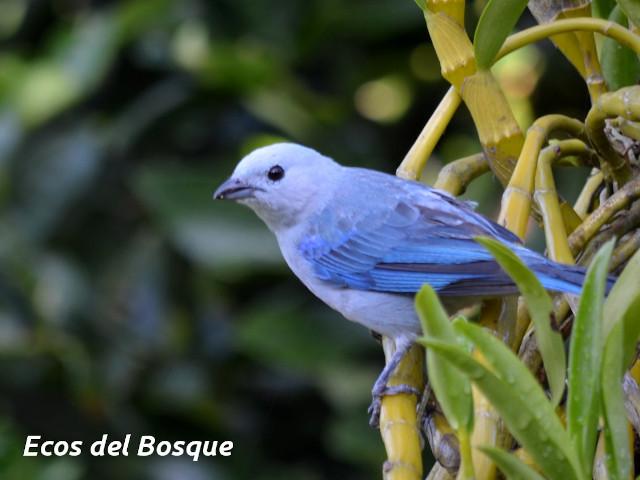 Thraupis episcopus (Tangara azuleja, viuda)