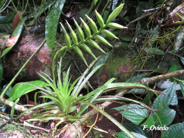 Tillandsia monadelpha