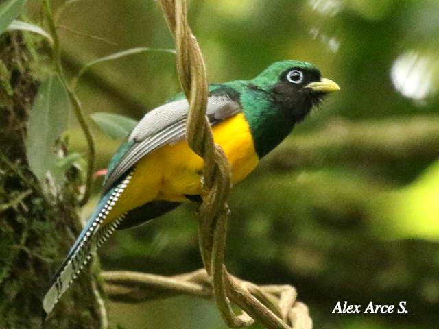 Trogon rufus (Trogón cabeciverde)