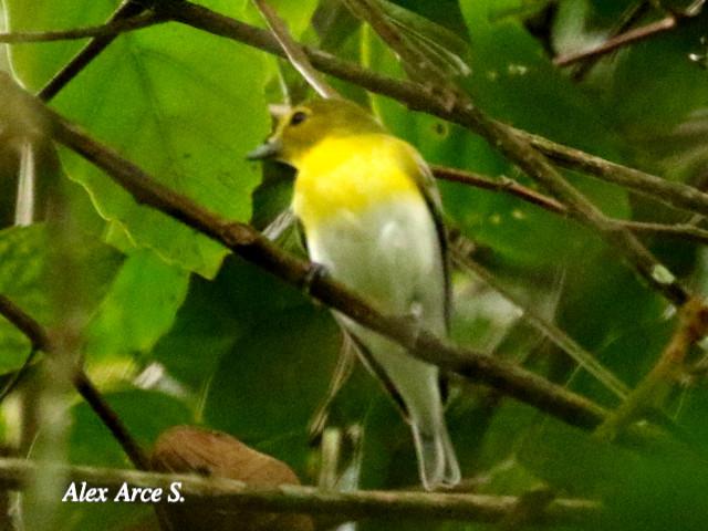 Vireo flavifrons (Vireo pechiamarillo)