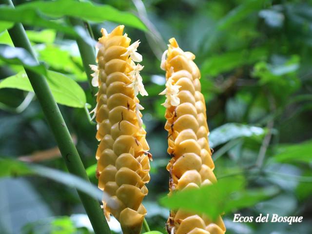 Calathea crotalifera (Bijagua)
