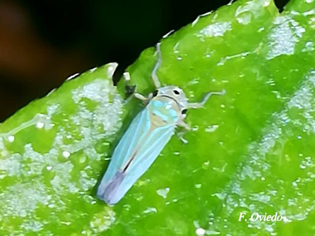 Chlorogonalia coeruleovittata