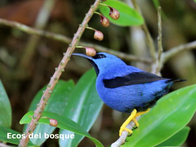 Cyanerpes lucidus (Picudo patiamarillo)