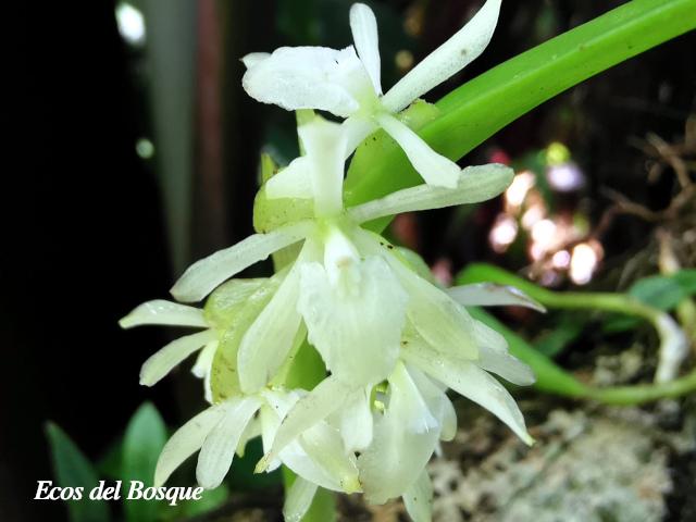 Epidendrum octomerioides