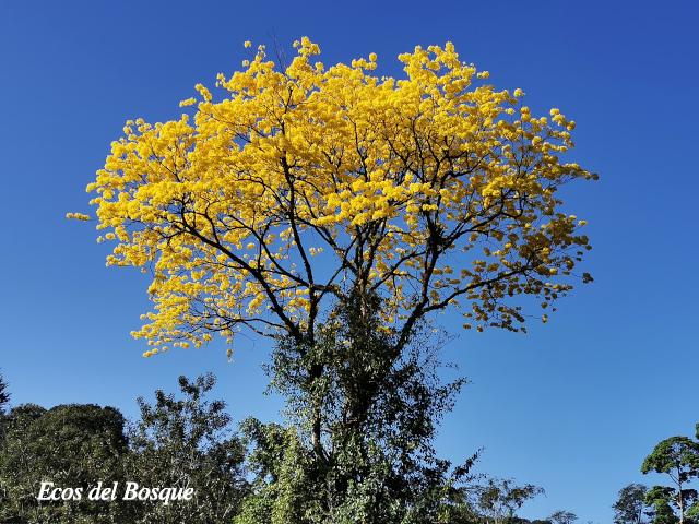 Handroanthus guayacan (Cortez Amarillo, Corteza)