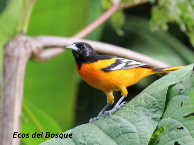 Icterus galbula (Cacique veranero)