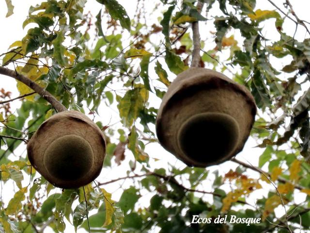 Lecythis ampla (Olla de mono, Jícaro)