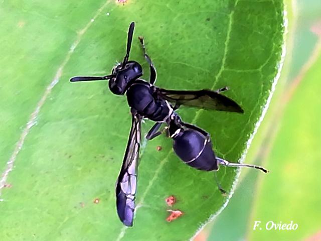Polybia plebeja (Avispa melífera de cinturón blanco)