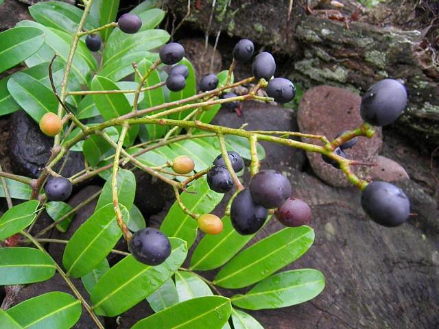 Simarouba amara (Aceituno)