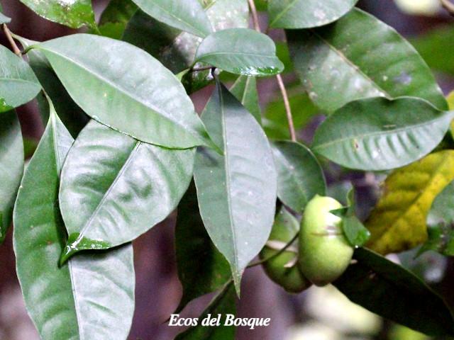 Tabernaemontana robinsonii (Guijarro)