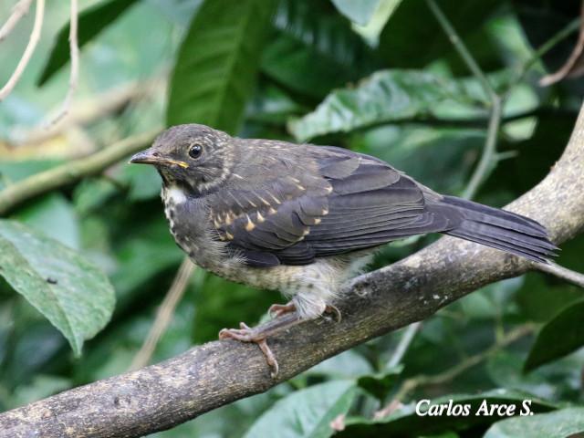 Turdus assimilis (Mirlo gorgiblanco)