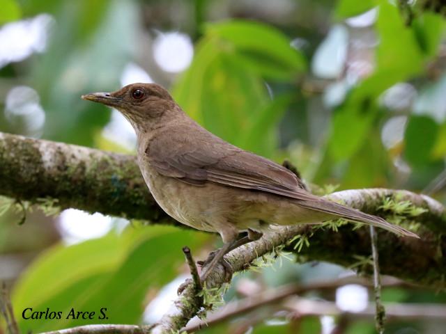 Turdus grayi (Yigüirro)