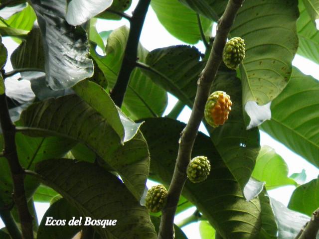 Castilla elastica (Hule)