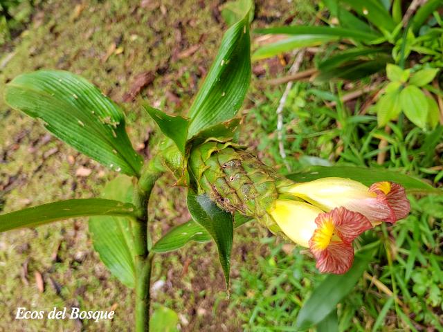 Costus bracteatus