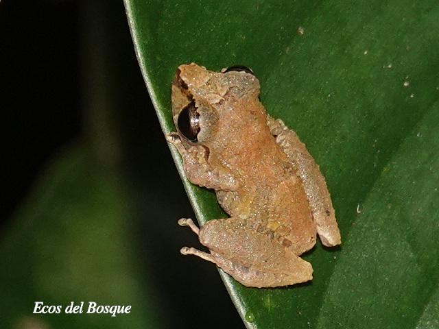 Diasporus diastema (Rana de campanilla común)