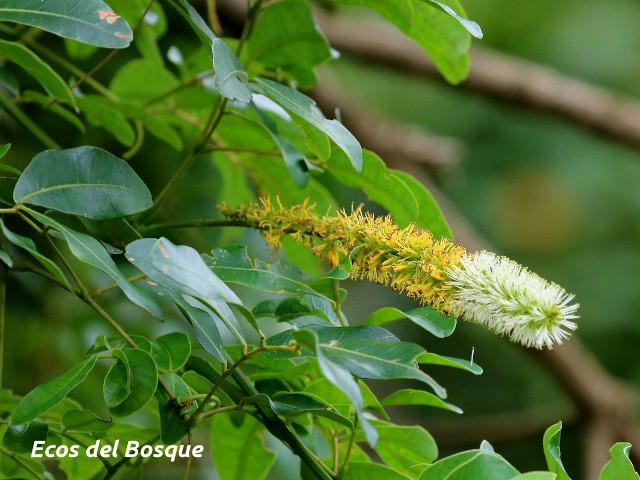 Entada gigas (Corazón de mar)