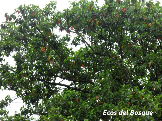 Hieronyma alchorneoides (Pilón)