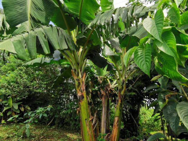 Musa x paradisiaca (Banano)