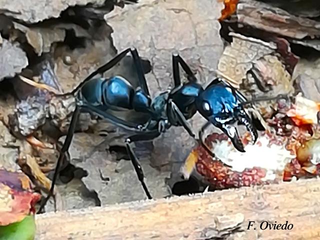Neoponera apicalis