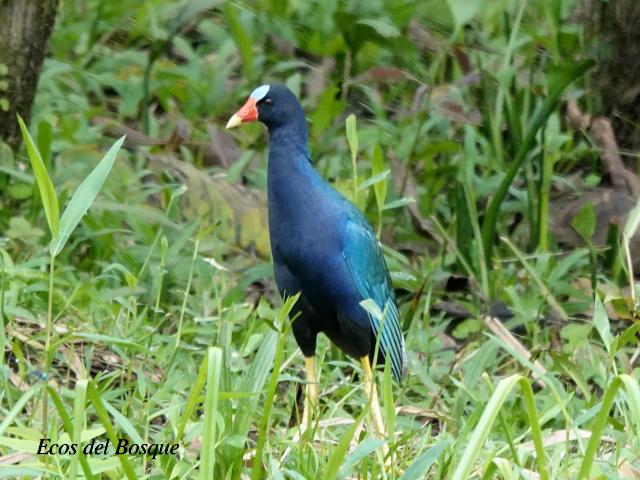 Porphyrio martinicus (Gallareta morada, Polla de agua)