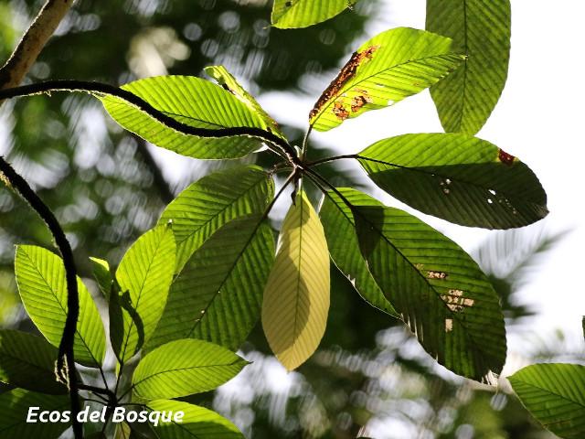 Pourouma minor (Lija, chumico)