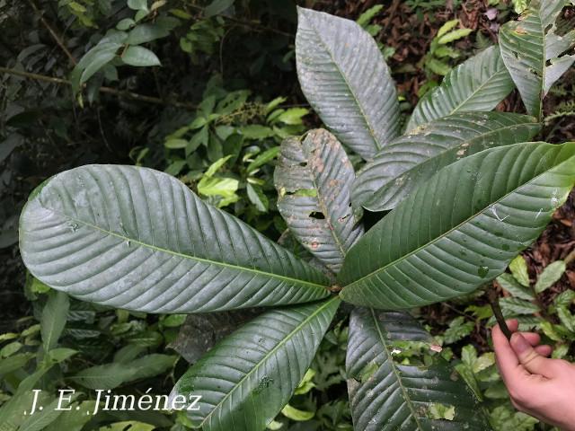 Pouteria glomerata (Sapotillo)