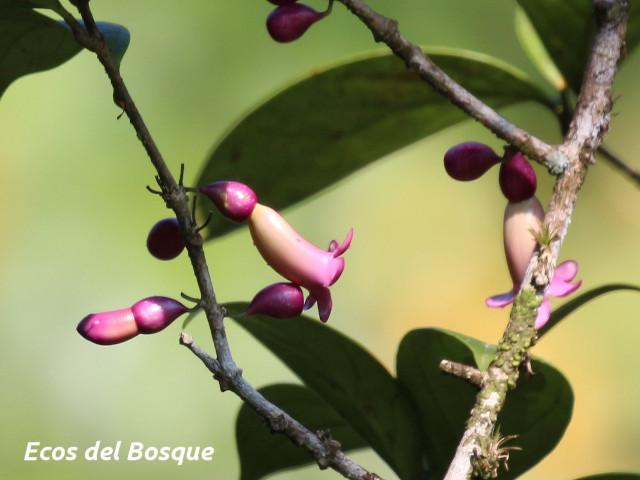 Schlegelia nicaraguensis