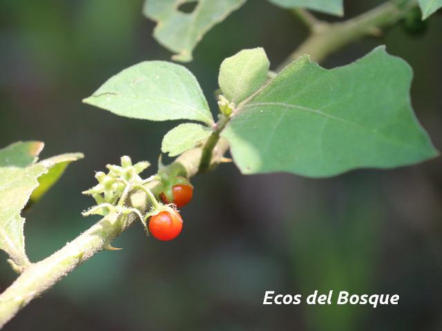 Solanum jamaicense