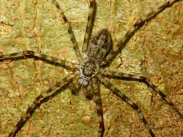 Syntrechalea tenuis (Araña acuática de patas largas)