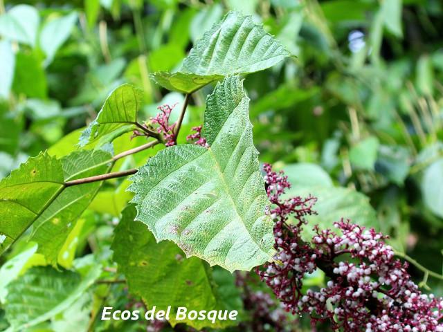 Urera baccifera (Ortiga)