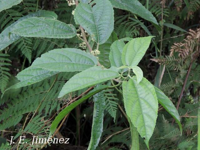 Urera lianoides (Ortiga)