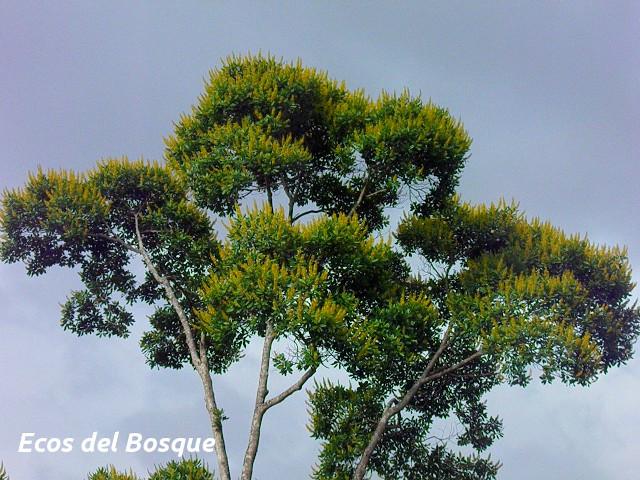 Vochysia guatemalensis (Cebo, Mayo blanco)