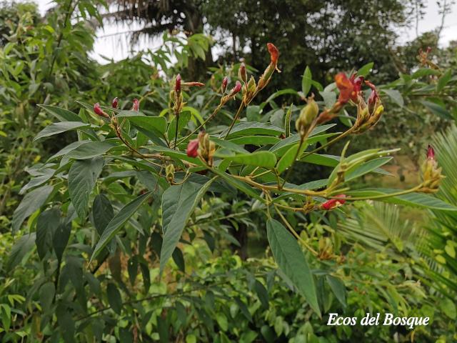Cajanus cajan (Frijol de palo, Gandul, Gandú)
