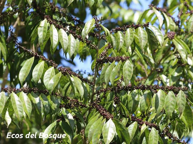Casearia sylvestris (Huesillo)