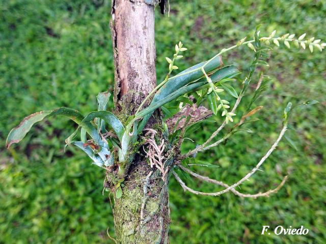 Catopsis sessiliflora