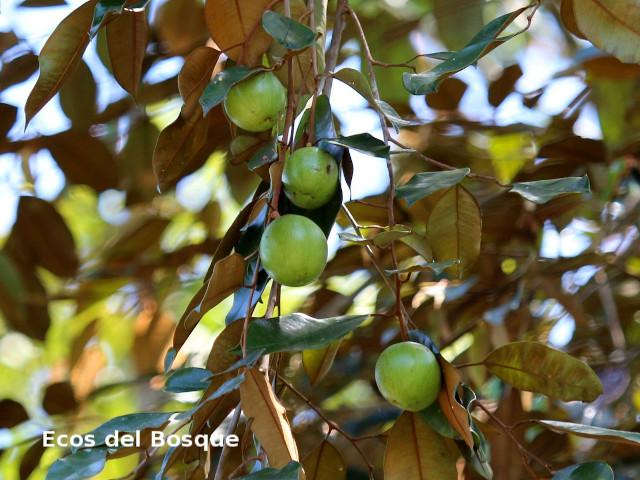 Chrysophyllum cainito (Caimito)