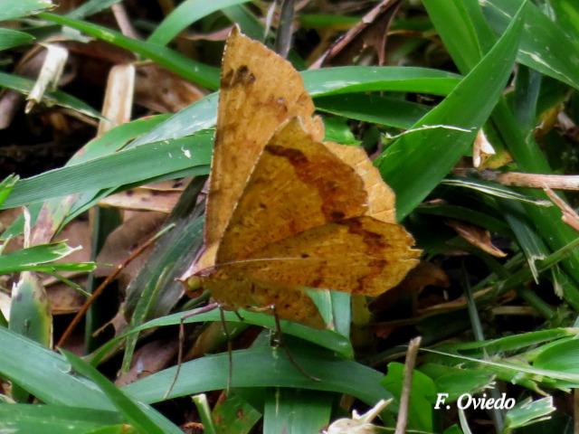 Erastria decrepitaria